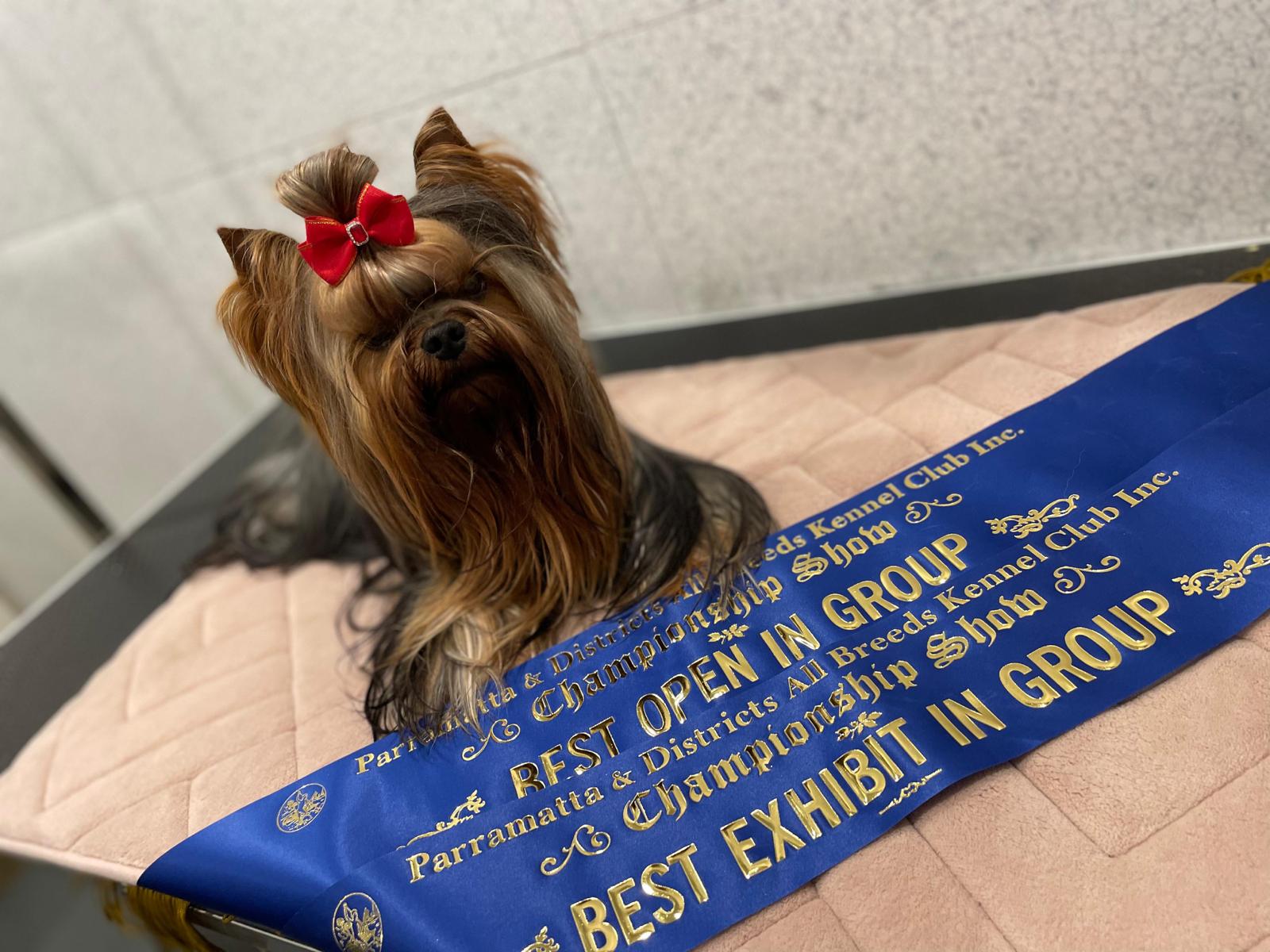  Laranta Teriyaki — Labaza DogPedigree YorkshireTerrier